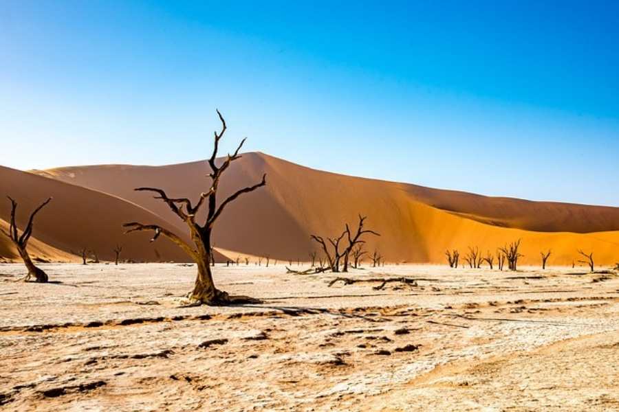 Día Mundail de la lucha contra la desertificación y la sequía